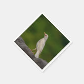 Albino Robin in Crown Point Servetten (Hoek)