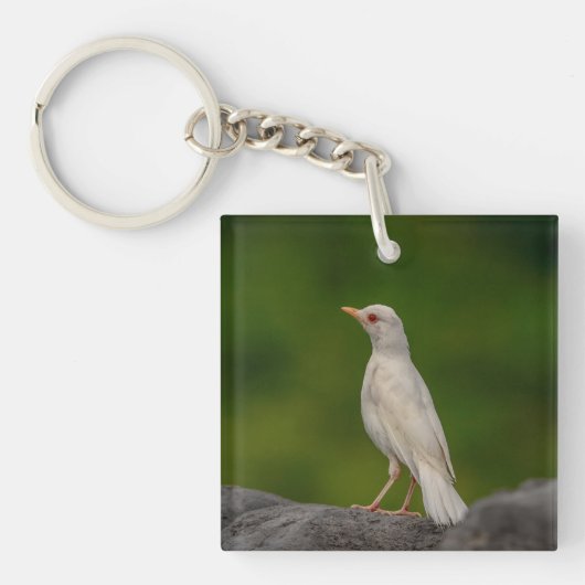 Albino Robin in Crown Point Sleutelhanger (Voorkant)