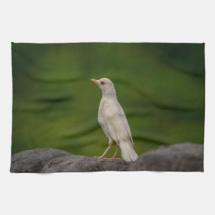 Albino Robin in Crown Point Theedoek