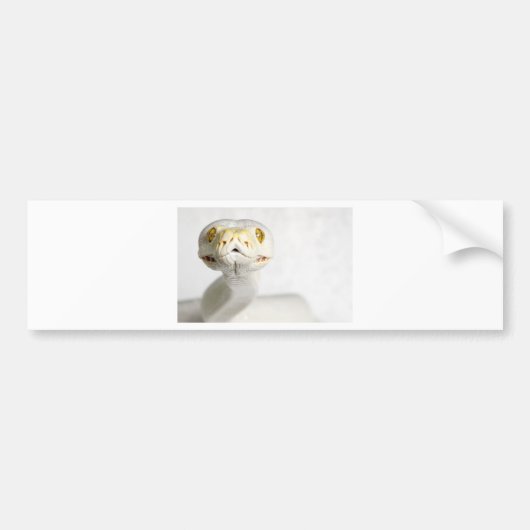 ALBINO SNAKE BUMPERSTICKER (Voorkant)