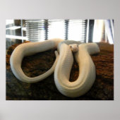 Albino Snake Poster (Voorkant)