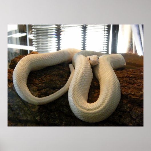 Albino Snake Poster (Voorkant)