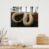 Albino Snake Poster (Keuken)