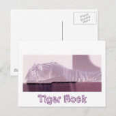 Albino Tiger Briefkaart (Voorkant / Achterkant)