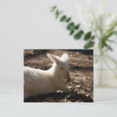 Albino Wallaby Briefkaart (Staand voorkant)