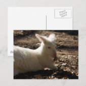 Albino Wallaby Briefkaart (Voorkant / Achterkant)