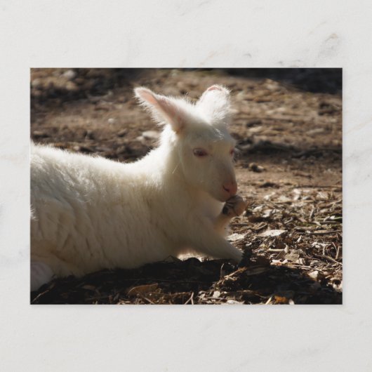 Albino Wallaby Briefkaart (Voorkant)