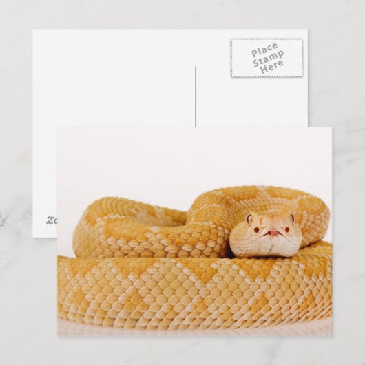 Albino Westerne diamondback ratelslang (Crotalus A Briefkaart (Voorkant / Achterkant)