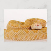 Albino Westerne diamondback ratelslang (Crotalus A Briefkaart (Voorkant)