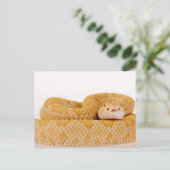 Albino Westerne diamondback ratelslang (Crotalus A Briefkaart (Staand voorkant)