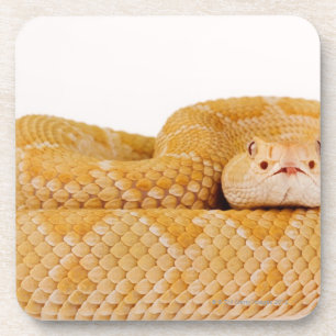Albino Westerne diamondback ratelslang (Crotalus A Drankjes Onderzetter