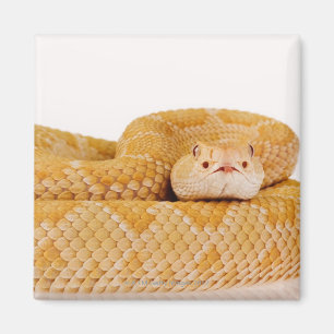Albino Westerne diamondback ratelslang (Crotalus A Magneet