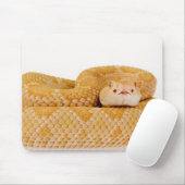 Albino Westerne diamondback ratelslang (Crotalus A Muismat (Met muis)