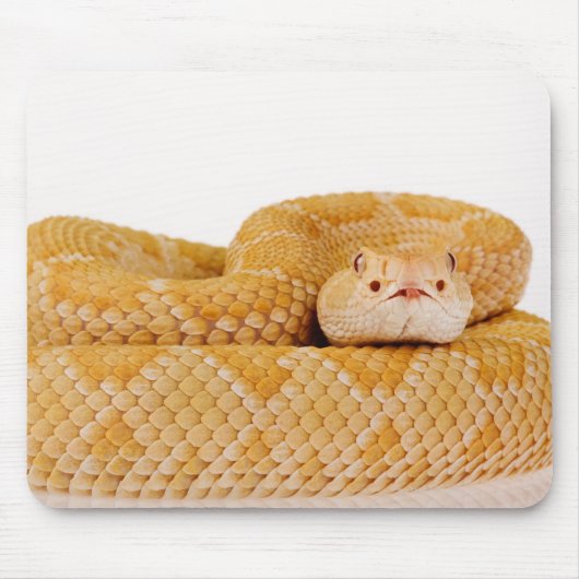 Albino Westerne diamondback ratelslang (Crotalus A Muismat (Voorkant)