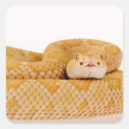 Albino Westerne diamondback ratelslang (Crotalus A Vierkante Sticker (Voorkant)