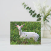 Albino Whitetail Deer Briefkaart (Staand voorkant)