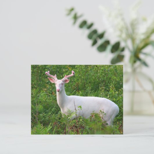 Albino Whitetail Deer Briefkaart (Staand voorkant)