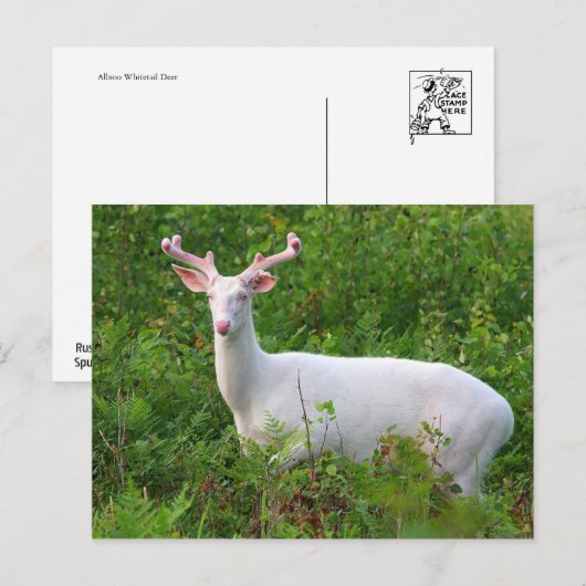 Albino Whitetail Deer Briefkaart (Voorkant / Achterkant)