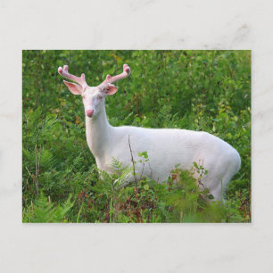Albino Whitetail Deer Briefkaart