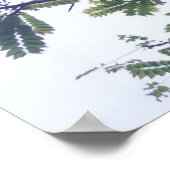 Albizia adianthifoli poster (Hoek)