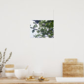 Albizia adianthifoli poster (Keuken)