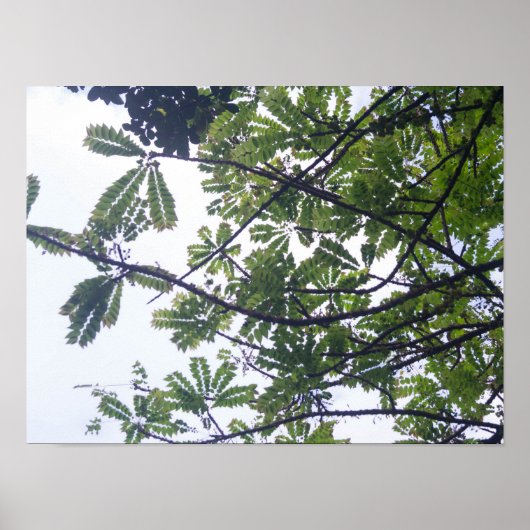 Albizia adianthifoli poster (Voorkant)