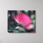 Albizia julibrissin (Perzische zijdeboom) Canvas Afdruk (Voorkant)