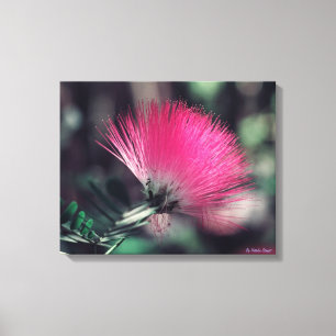 Albizia julibrissin (Perzische zijdeboom) Canvas Afdruk