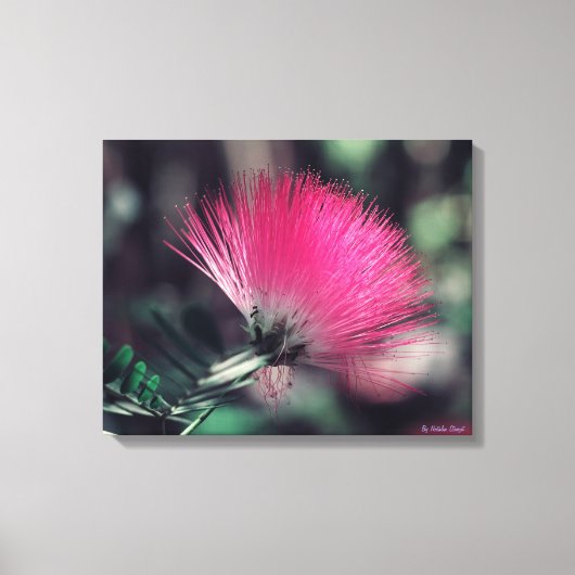 Albizia julibrissin (Perzische zijdeboom) Canvas Afdruk (Voorkant)