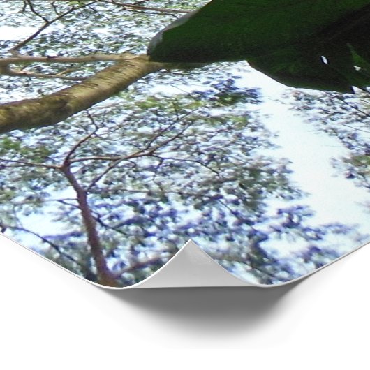 Albizia Tree Poster (Hoek)