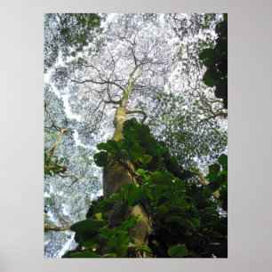 Albizia Tree Poster
