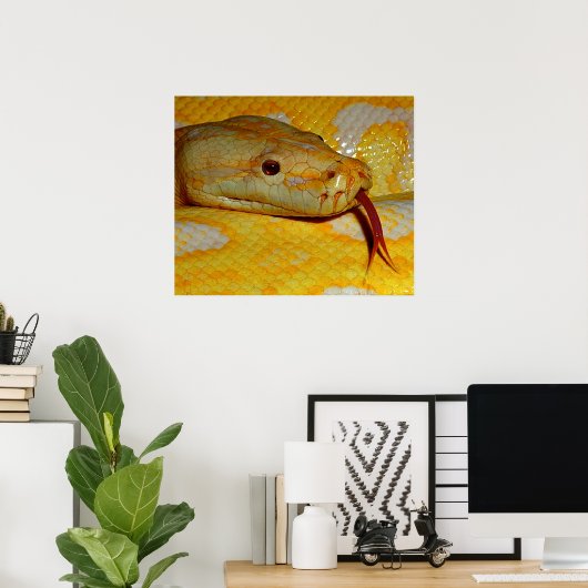 Alboino Birmese Python Snake Poster (Thuiskantoor)