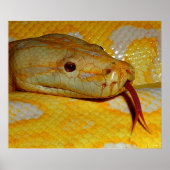 Alboino Birmese Python Snake Poster (Voorkant)