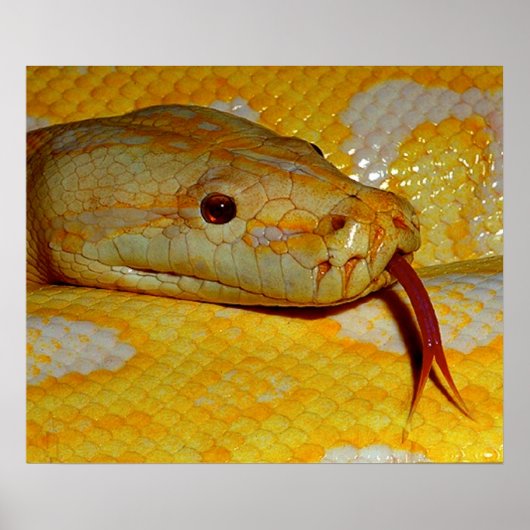 Alboino Birmese Python Snake Poster (Voorkant)