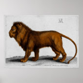 Albrecht Durer Color Engraving Lion Poster (Voorkant)