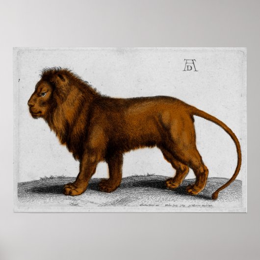 Albrecht Durer Color Engraving Lion Poster (Voorkant)