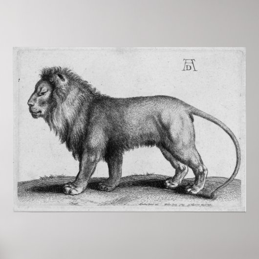 Albrecht Durer Engraving Lion Poster (Voorkant)