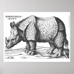 Albrecht Durer - Rhinoceros Poster