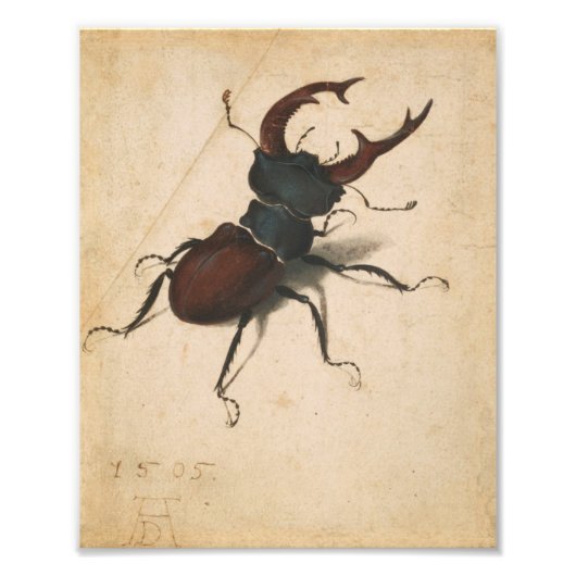 Albrecht Durer Stag Beetle Renaissance  Art Foto Afdruk (Voorkant)