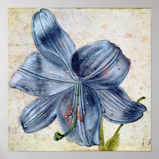 Albrecht Durer - Studie naar een Lily Poster (Voorkant)