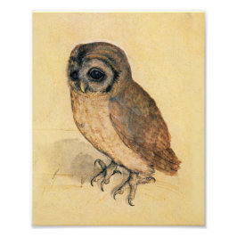 Albrecht Durer The Little Owl Foto Afdruk