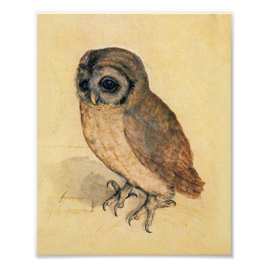 Albrecht Durer The Little Owl Foto Afdruk (Voorkant)