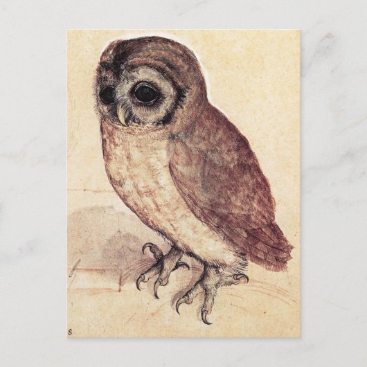 Albrecht Durer The Little Owl Postcard Briefkaart (Voorkant)