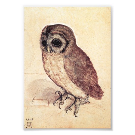 Albrecht Durer The Little Owl Print Foto Afdruk (Voorkant)