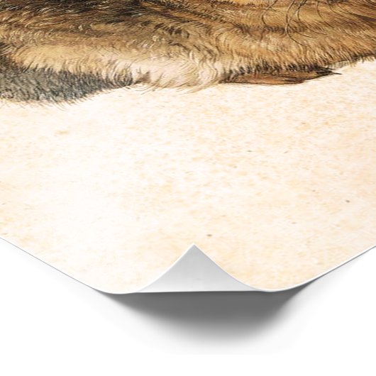 Albrecht Durer Young Hare Foto Afdruk (Hoek)