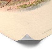 Alcdedo Grandis Kingfisher  Aziatische vogel Poster (Hoek)