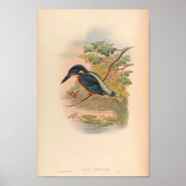 Alcdedo Grandis Kingfisher Aziatische vogel Poster
