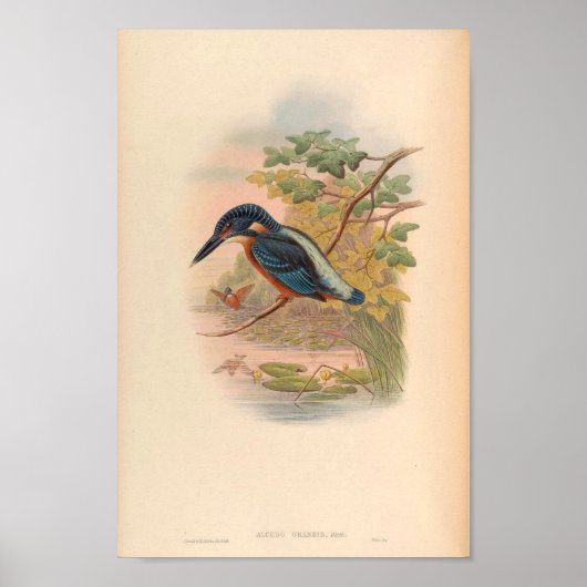 Alcdedo Grandis Kingfisher  Aziatische vogel Poster (Voorkant)