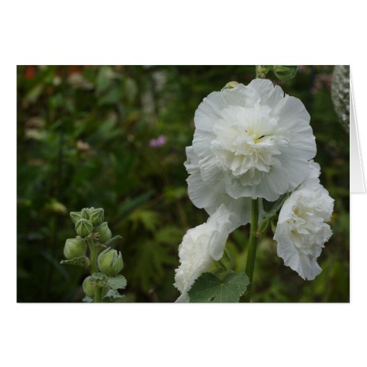 Alcea rosea (Voorkant Horizontaal)
