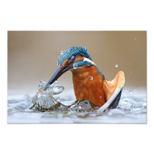 Alcedo Atthis Kingfisher jager Luca Casale Foto Afdruk (Voorkant)